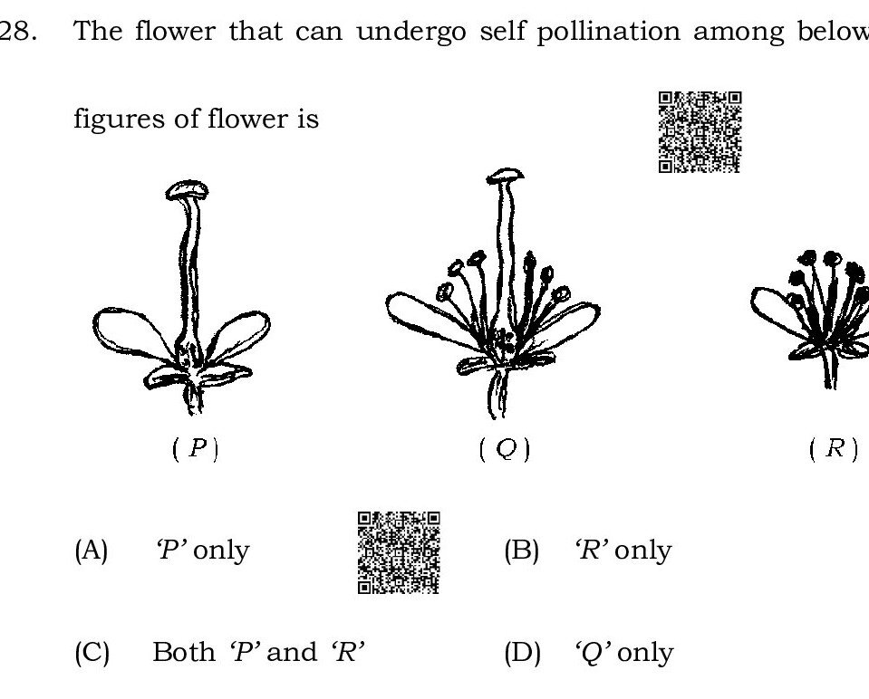 Question 33 image