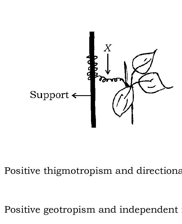 Question 33 image