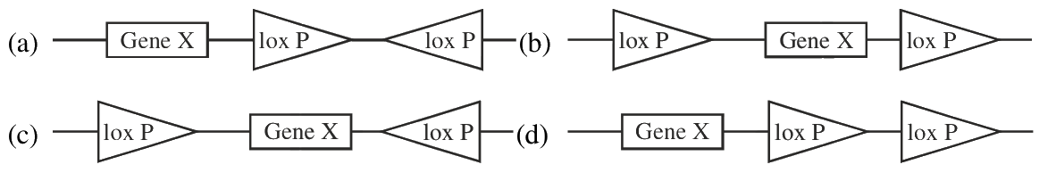 Question 104 image