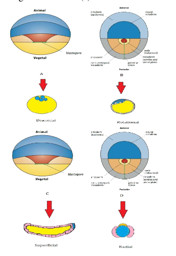 Question 17 image