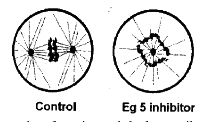 Question 62 image
